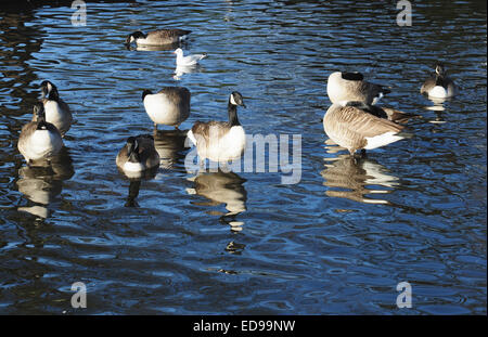 Oche del Canada (Branta canadensis) sul Fiume Hiz (vicino alla chiesa di Santa Maria), Hitchin, Hertfordshire, Inghilterra, Regno Unito Foto Stock