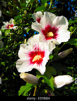Due fiori di ibisco bianco (siriano rose). Foto Stock