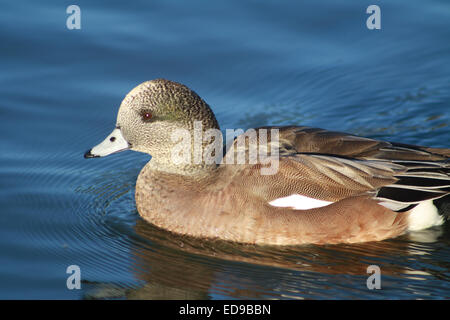 Maschio teenager American fischione anatra nuoto su stagno nella California del Sud Foto Stock