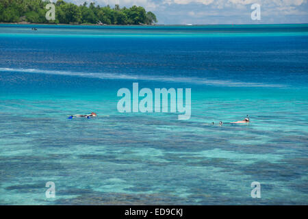 La Melanesia, Isole Salomone, Isola di Santa Cruz, gruppo Malo isola. Snorkeling in chiaro baia poco profonde lungo la barriera corallina. Foto Stock