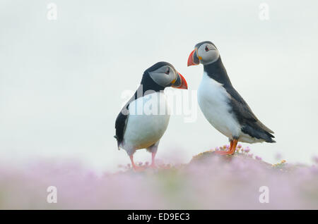Atlantic Puffin (Fratercula arctica) in Shetland Foto Stock