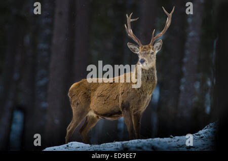 Il cervo (Cervus elaphus) è una delle più grandi specie di cervi. Il cervo abita la maggior parte dell'Europa, le montagne del Caucaso r Foto Stock