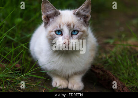 Alcuni gatti sembrano essere coraggiosi e di approccio alla telecamera senza alcuna sorta di paura o riluttanza. Questo cutie ha fatto in Grecia continentale. Foto Stock