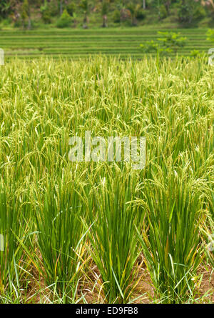 Le piante di riso crescente nell'Jatiluwih terrazza riso risoni di Bali, Indonesia. Foto Stock