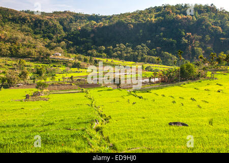 Risaie a terrazze vicino alla città di Moni sull isola di Flores in Indonesia. Foto Stock