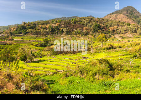 Risaie a terrazze vicino alla città di Moni sull isola di Flores in Indonesia. Foto Stock