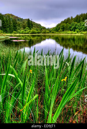 Yew Tree Tarn nel Parco Nazionale del Distretto dei Laghi, Cumbria Foto Stock