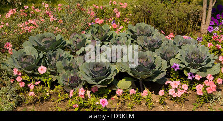 Letto di fiori con molti cavoli decorativi in giardino. Foto Stock