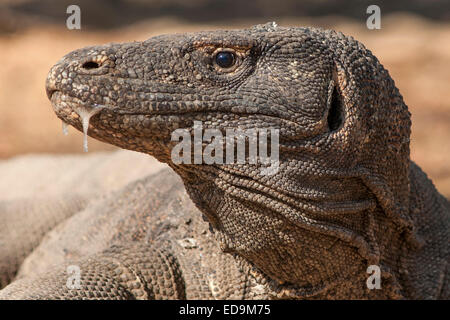 Drago di Komodo nel Parco Nazionale di Komodo sull isola di Komodo, Nusa Tenggara orientale, Indonesia. Foto Stock