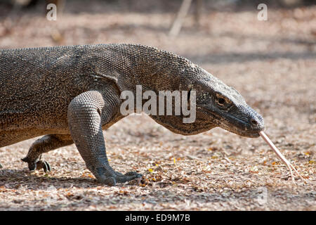 Drago di Komodo nel Parco Nazionale di Komodo sull isola di Komodo, Nusa Tenggara orientale, Indonesia. Foto Stock