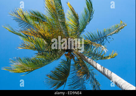 L'Avana, Cuba 05 dicembre 2014 Foto di Marc marnie i diritti mondiali Foto Stock