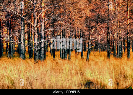 Dopo il grande incendio di Glen Torridon, Wester Ross, Highlands, in Scozia nel 2011 gli alberi e sottobosco che sono stati un comeba Foto Stock