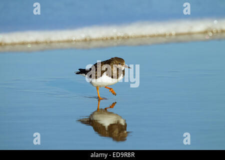 Turnstone Arenaria interpres in esecuzione su tideline Foto Stock