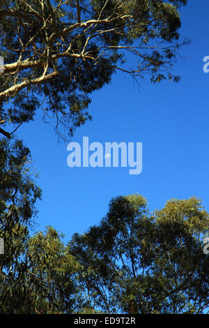 La luna nel cielo blu scuro guardando attraverso gli alberi di eucalipto Foto Stock