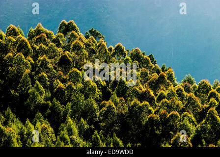 Una collina coperta da fitti alberi sempreverdi sull'altopiano di Dieng, che si trova amministrativamente in Batur, Banjarnegara, Giava Centrale, Indonesia. Foto Stock