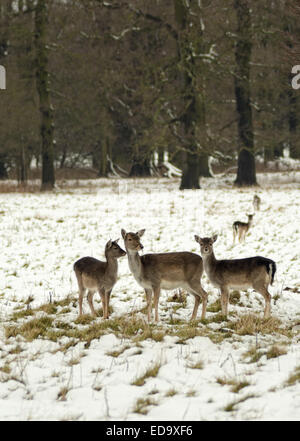 Deer in posa di neve in un inglese scena invernale Foto Stock