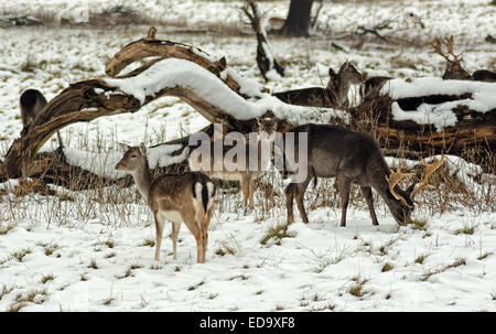 Deer in posa di neve in un inglese scena invernale Foto Stock