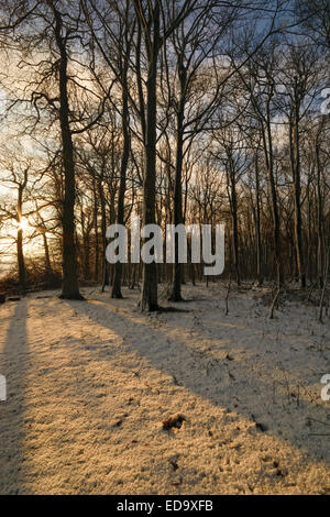 La luce del mattino in una coperta di neve scena di bosco Foto Stock