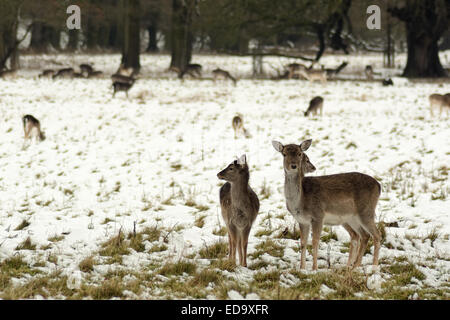 Deer in posa di neve in un inglese scena invernale Foto Stock