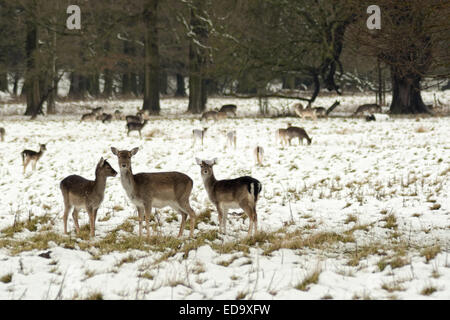 Deer in posa di neve in un inglese scena invernale Foto Stock