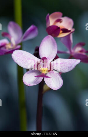 Fiori di orchidea che cresce in un ambiente protetto. Foto Stock