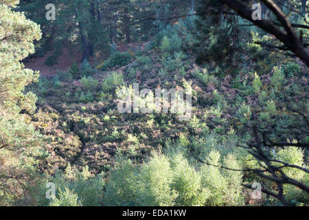 Pino silvestre alberi da legno e giovani alberelli cui Canford Heath Poole Dorset Inghilterra Foto Stock