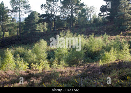 Pino silvestre alberi da legno e giovani alberelli cui Canford Heath Poole Dorset Inghilterra Foto Stock