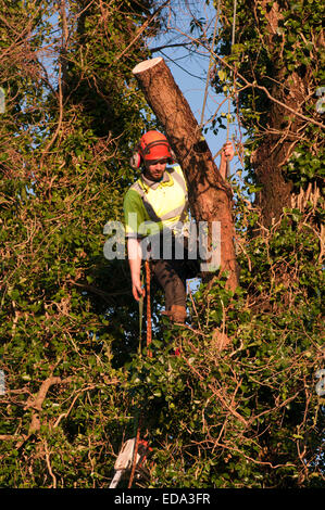 Tree chirurgo tira una sega a nastro in una struttura ad albero Foto Stock