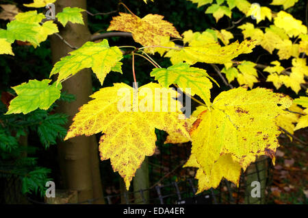 Acer rubrum ( rosso, morbido, palude o acqua Maple ) fogliame in autunno Foto Stock