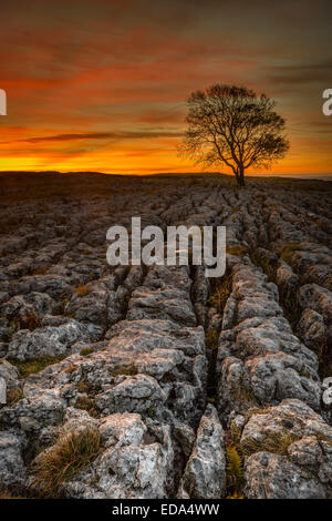 Sunrise dietro il famoso lone tree a Malham nel Yorkshire Dales Foto Stock