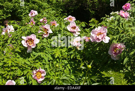 Rosa peonia arborea, un arbusto con molti fiori. Foto Stock