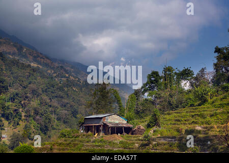 Agricoltura vicino al villaggio di montagna di Ghandruk nei modi Khola valle a circa 2000 metri di Annapurna in background Foto Stock