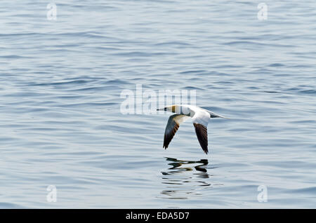 Northern gannet in volo sopra l'oceano Foto Stock