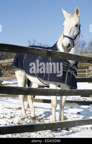 Thoroughbred Saddle Horse guardando oltre il recinto del corral rurale scena Foto Stock