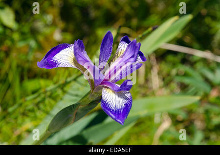 Blu Iris Sibirica in piena fioritura nelle acque di Terranova, del Canada Foto Stock