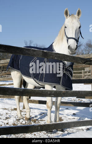 Thoroughbred Saddle Horse guardando oltre il recinto del corral Foto Stock