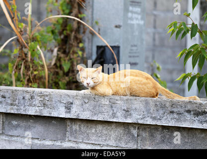 Bellissimo gatto rosso con un muso bianco siede sulla riga Foto Stock