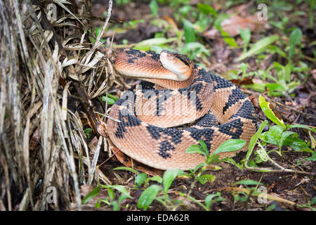 Shushupe - Amazon Bushmaster snake (lachesis muta) Foto Stock