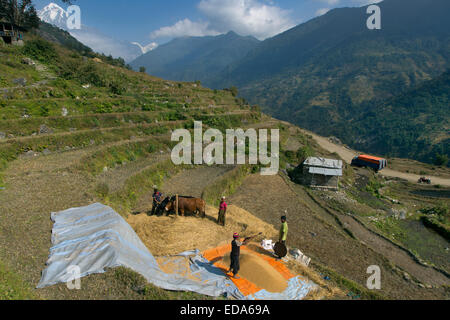 Agricoltura vicino al villaggio di montagna di Ghandruk nei modi Khola valle a circa 2000 metri di Annapurna in background Foto Stock