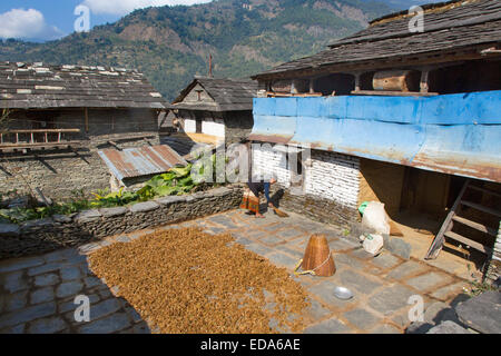 Colture di essiccazione nei pressi del villaggio di montagna di Ghandruk nei modi Khola valle a circa 2000 metri Foto Stock