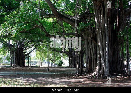 Antichi alberi Banyan (ficus benghalensis) nel Parque Miramar di L'Avana, Cuba Foto Stock