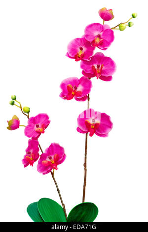 Bellissimi fiori artificiali Orchid rosa caldo su uno sfondo bianco. Foto Stock