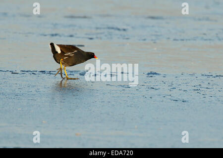 (Moorhen Gallinula chloropus), Adulto camminando sulle acque congelate, Slimbridge, Gloucestershire, Inghilterra, Dicembre Foto Stock