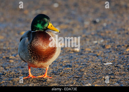 Mallard duck (Anas platyrhynchos), adulto maschio, in piedi sul suolo ghiacciato, Slimbridge, Gloucestershire, Inghilterra, Dicembre Foto Stock