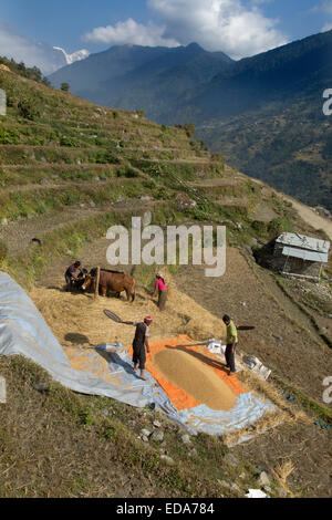 Agricoltura vicino al villaggio di montagna di Ghandruk nei modi Khola valle a circa 2000 metri Foto Stock