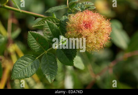 Rose bedeguar gall o Robin's puntaspilli gall, Diplolepis rosae su rose. Foto Stock