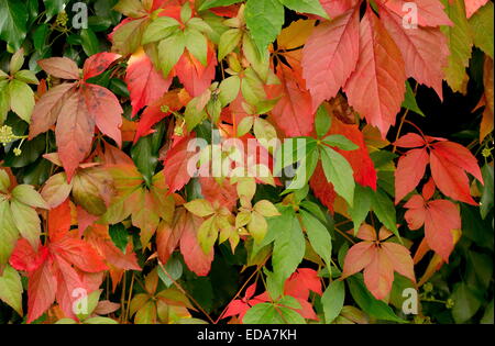 Virginia superriduttore, Parthenocissus quinquefolia, in autunno Foto Stock