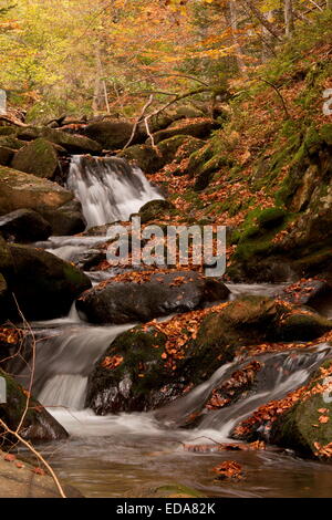 Flusso di autunno e foglie di faggio in Lauze Valley vicino a Pailheres, Pirenei francesi. Foto Stock