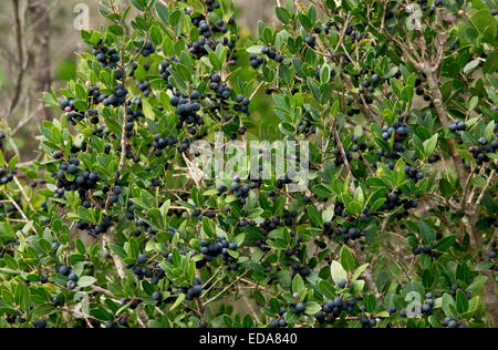Mediterraneo frangola, Rhamnus alaternus in frutti in autunno, a sud-ovest della Francia Foto Stock