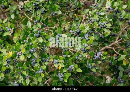 Mediterraneo frangola, Rhamnus alaternus in frutti in autunno, a sud-ovest della Francia. Foto Stock
